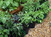 Chilli Update