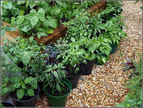Chilli update