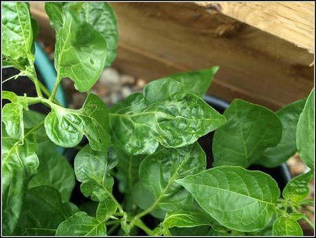 Chilli update