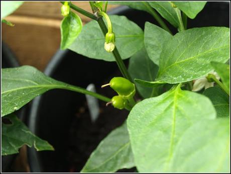 Chilli update