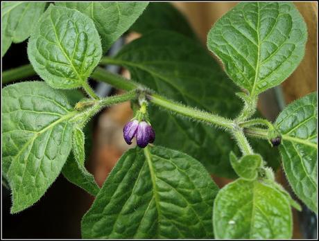 Chilli update