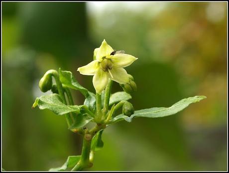 Chilli update