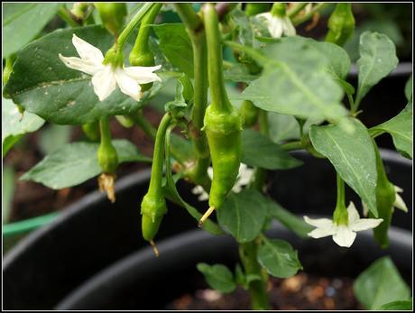 Chilli update