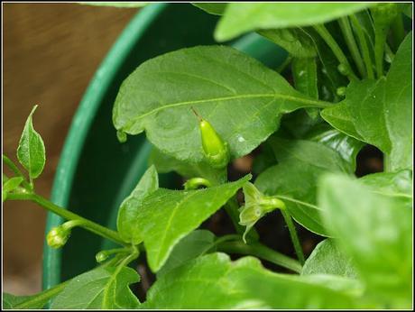 Chilli update