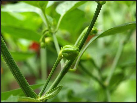 Chilli update