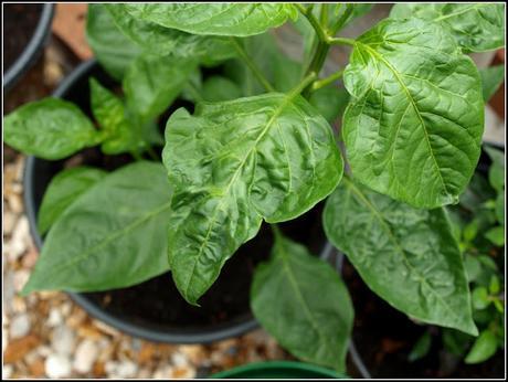 Chilli update