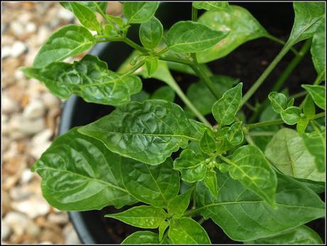 Chilli update