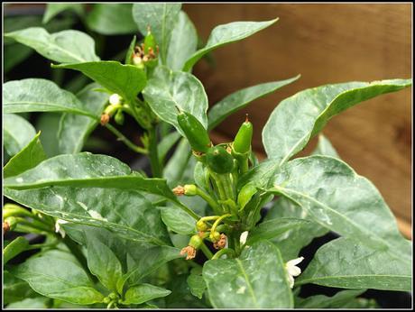 Chilli update