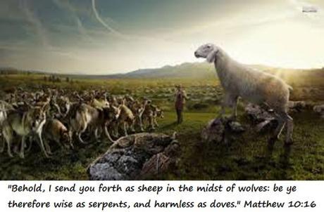 sheep among wolves