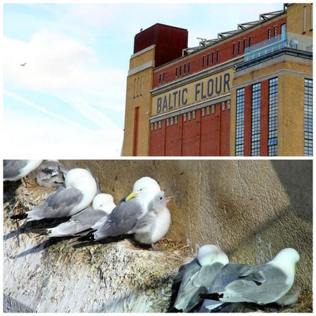 Baltic Flour Mill Kittiwakes