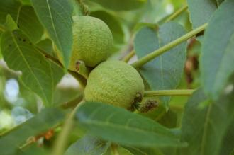 Juglans nigra Fruit (18/07/2015, Kew Gardens, London)