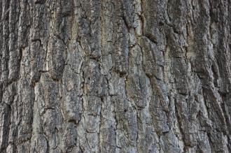 Juglans nigra Bark (18/07/2015, Kew Gardens, London)