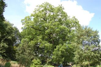 Juglans nigra (18/07/2015, Kew Gardens, London)