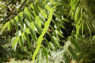 Juglans nigra Leaf (18/07/2015, Kew Gardens, London)