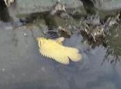 Fish, Yellow Fish