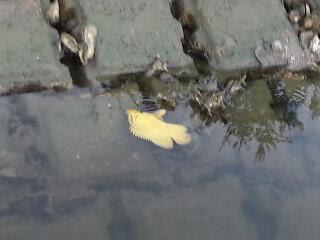 One fish, Two fish, Yellow Fish