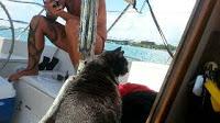 Places and Spaces You Can Find a Cat on a Boat