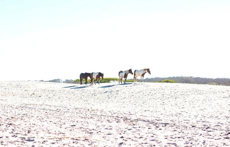 Assateague Island // Pt. 2