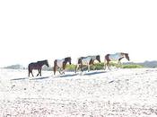 Assateague Island