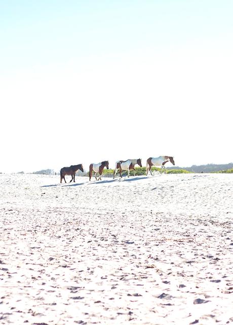 Assateague Island // Pt. 2