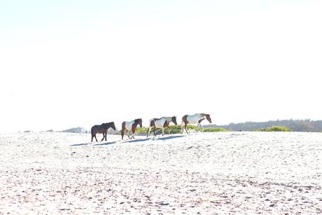 Assateague Island // Pt. 2