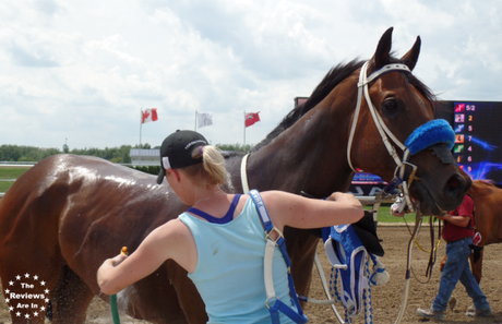 Ajax Downs Horse Hose Down