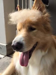 @bartthedog as Trump