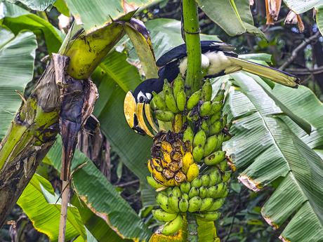 Banana Feast - Oriental Pied Hornbill