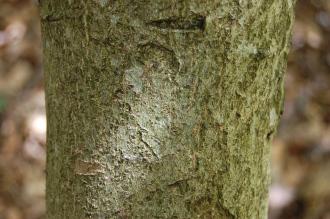 Cornus controversa 'variegata' Bark (18/07/2015, Kew Gardens, London)