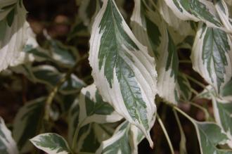 Cornus controversa 'variegata' Leaf (18/07/2015, Kew Gardens, London)