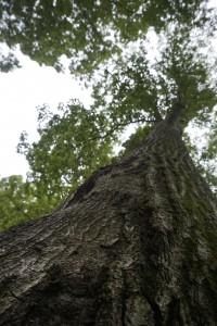 How tall is the tree that you're thinking about cutting down?