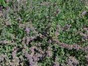 Nepeta Racemosa ‘Walker’s Low’