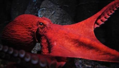 Top 10 Amazing and Unusual Octopuses