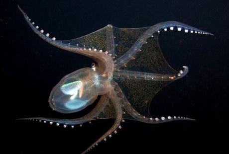 Top 10 Amazing and Unusual Octopuses