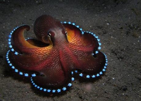 Top 10 Amazing and Unusual Octopuses