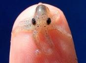 Amazing Unusual Octopuses