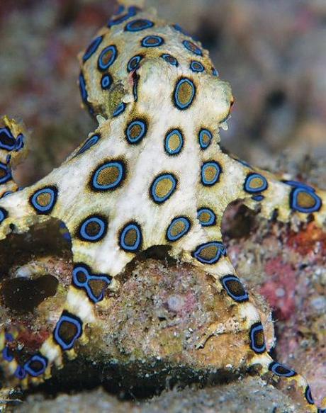 Top 10 Amazing and Unusual Octopuses