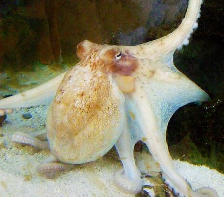 Top 10 Amazing and Unusual Octopuses