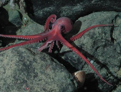 Top 10 Amazing and Unusual Octopuses