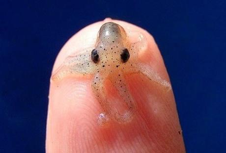 Top 10 Amazing and Unusual Octopuses