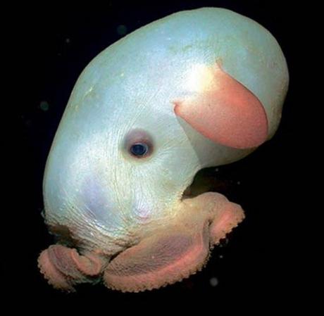 Top 10 Amazing and Unusual Octopuses