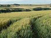 Wellow Long Barrow