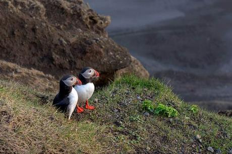 Atlantic-Puffins-Emerging-from-Burrow