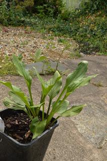 Hosta la vista baby......