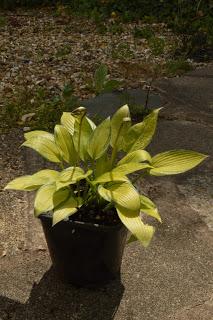 Hosta la vista baby......