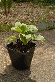 Hosta la vista baby......