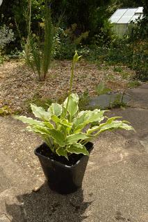 Hosta la vista baby......