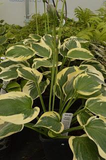 Hosta la vista baby......