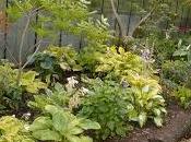 Hosta Vista Baby......