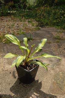 Hosta la vista baby......